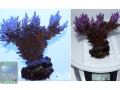 Acropora echinata `blau´_XL
