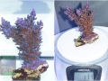 Acropora echinata `blau´_L