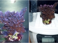 Acropora echinata `blau´_L