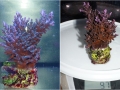Acropora echinata `blau´_L