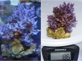 Acropora echinata `blau´_L