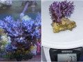 Acropora echinata `blau´_M