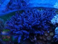 2_Acropora valida `violett´_Mutterkolonie