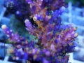 3_Acropora valida `violett´_makro