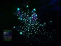 4_Acropora valida `violett´_Fluoreszenz