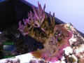 Acropora valida `violett´