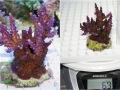 Acropora valida `violett´_M