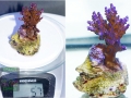 Acropora valida `violett´_S