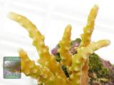 Anacropora sp. gelb, Größe M, Makroaufnahme