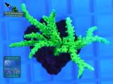 Anacropora sp. gelb, Größe M, Fluoreszenzaufnahme