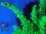 Anacropora sp. gelb, Größe M, Fluoreszenzaufnahme