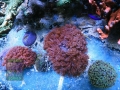 2_AU Goniopora sp. `rot´_DSC05900