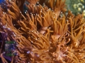 3_AU Goniopora sp. `rot´_DSC06637