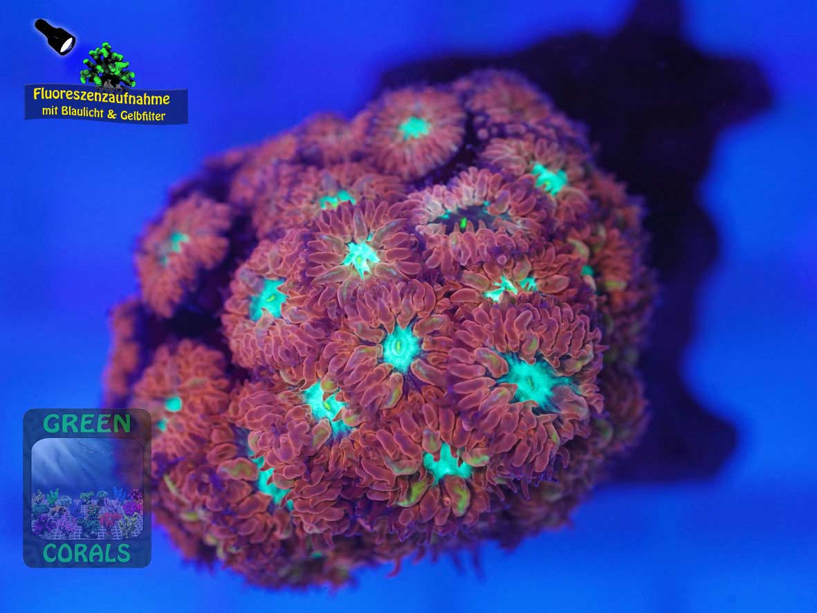 Blastomussa merleti, Fluoreszenzaufnahme Blastomussa merleti, Fluoreszenzaufnahme