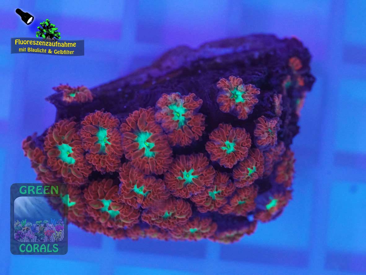 Blastomussa merleti, Fluoreszenzaufnahme Blastomussa merleti, Fluoreszenzaufnahme