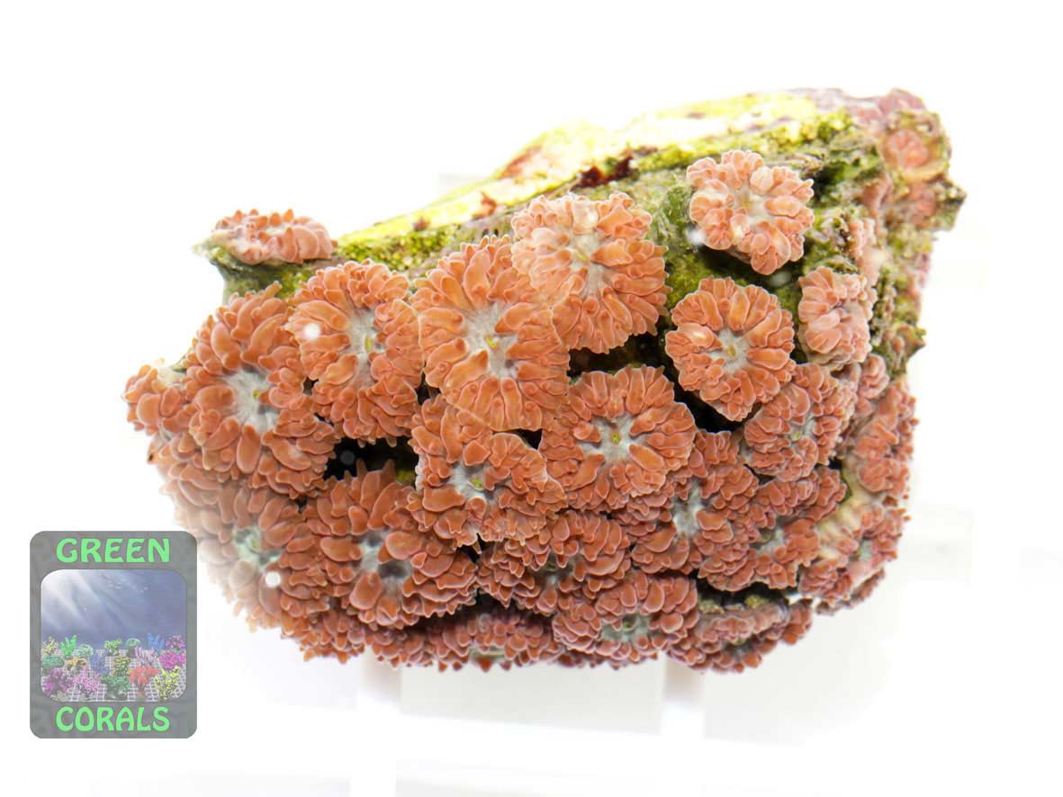 Blastomussa merleti, Größe M Blastomussa merleti, Größe M