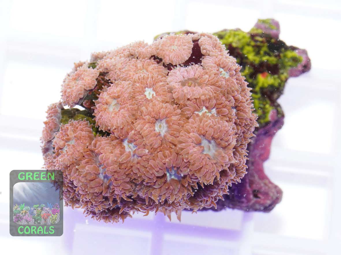 Blastomussa merleti, Größe M Blastomussa merleti, Größe M