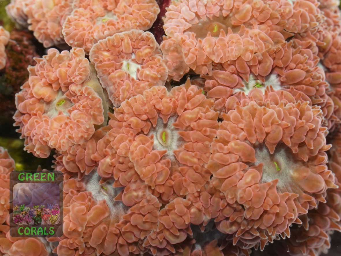 Blastomussa merleti, Makroaufnahme Blastomussa merleti, Makroaufnahme