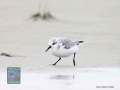 DSC05934-Sanderling-Calidris-alba