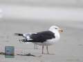 DSC06024-Mantelmoewe-Larus-marinus