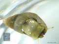 Schnecke-20x