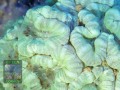 Caulastrea-furcata-gruen´-makro-DSC06645-k-WZ
