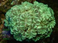 Caulastrea-furcata-gruen´-mother-DSCN0622-b