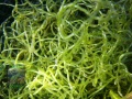 Chaetomorpha linum DSC06557