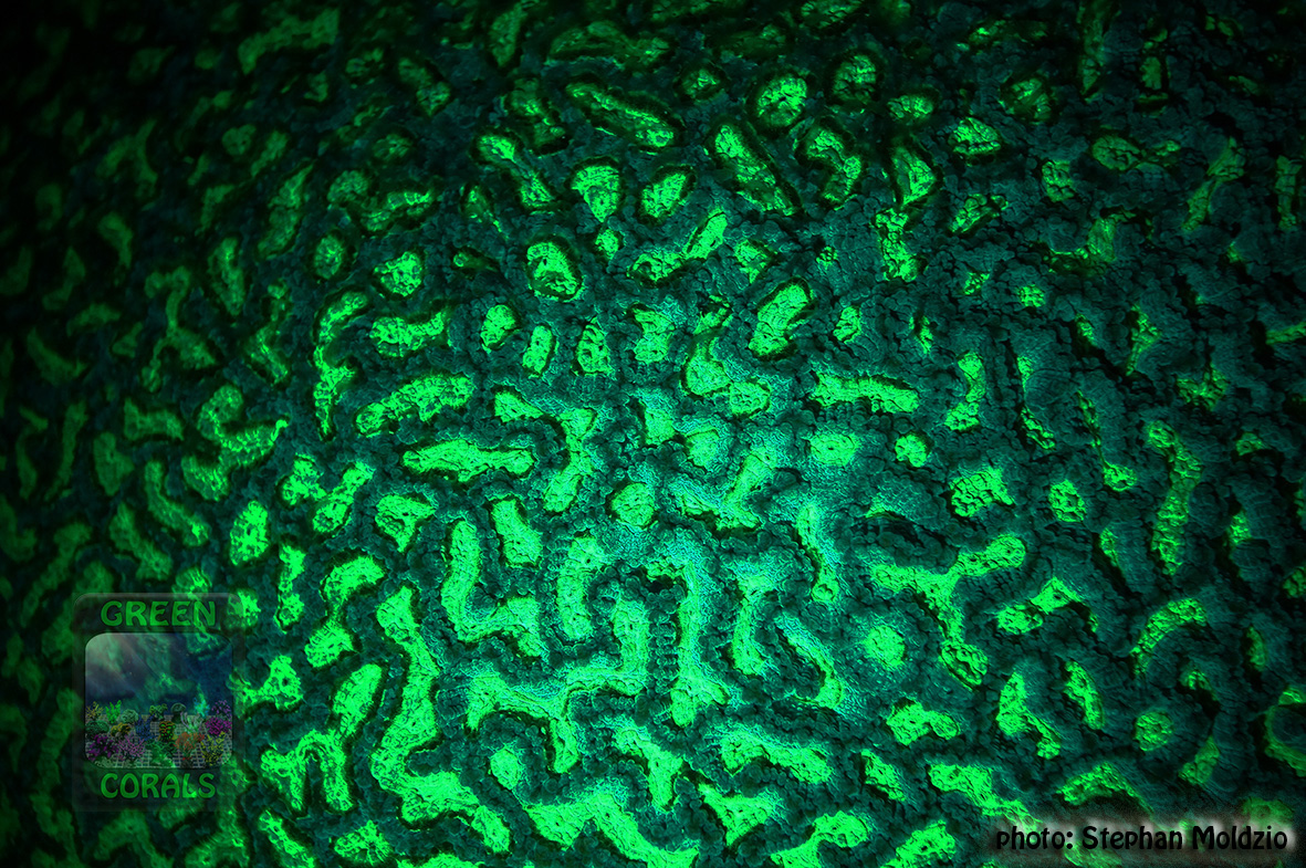 Platygyra_sp_DSC06138