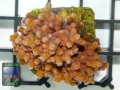 Cyphastrea decadia, Größe M