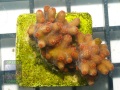 Cyphastrea decadia, Größe S