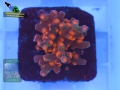 Cyphastrea decadia, Fluoreszenz