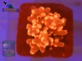 Cyphastrea-decadia-S-Fluoreszenz-Orange-Filter