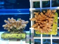 Cyphastrea decadia, Größe S