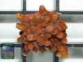Cyphastrea decadia, Größe XS