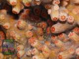 Cyphastrea decadia, Makroaufnahme