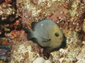 Dascyllus trimaculatus