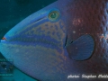 Odonus niger