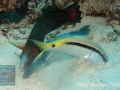 Coris cuvieri,TP & Parupeneus forsskali