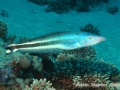 Malacanthus latovittatus