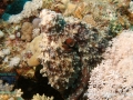 Octopus cyaneus