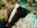 Octopus cyaneus