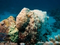 Octopus cyaneus