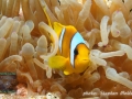 Amphiprion bicinctus