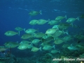 Naso unicornis