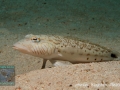 Parapercis hexophthalma