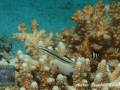 Aspidontus dussumieri