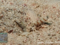 Amblyeleotris steinitzi