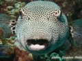 Arothron stellatus
