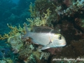 Monotaxis grandoculis